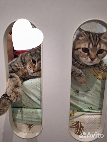 Шотландская прямоухая