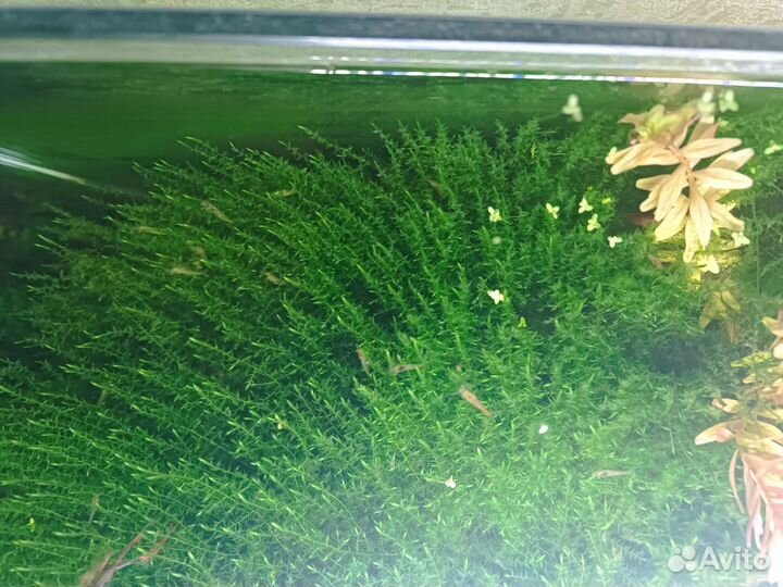 Аквариумные растения