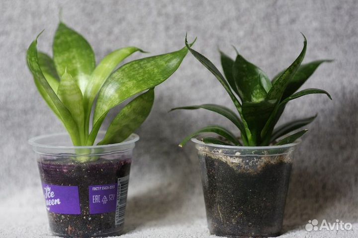 Растения малыши