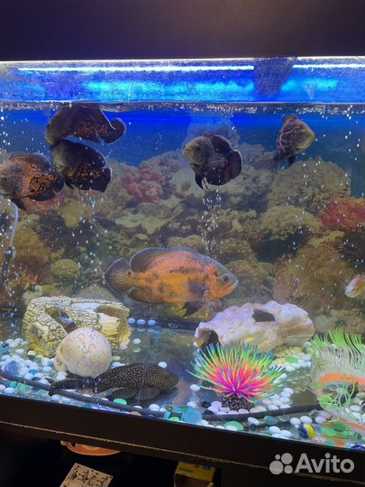 Астранотус сом