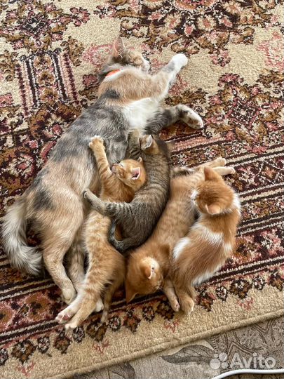 Отдадим котят