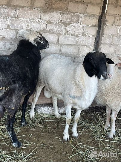 Баран на племя