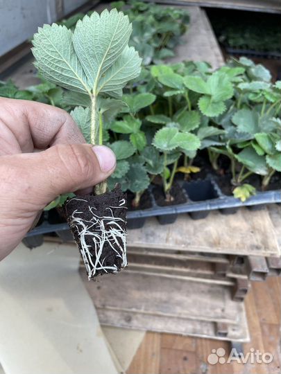 Рассада клубники кассетная