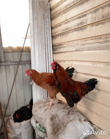 Петухи разные