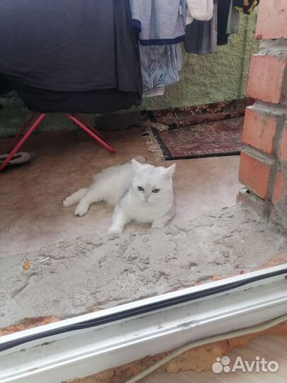 Британская кошка в дар