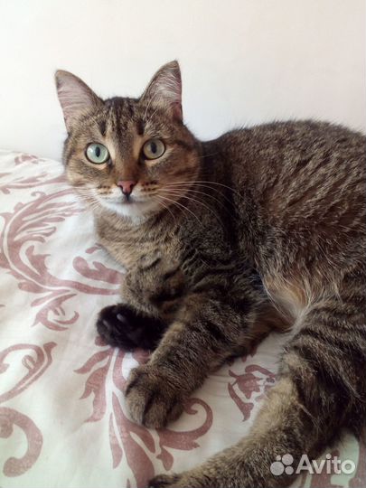 Отдам в добрые руки