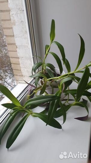 Сансевиерия, Сингониум, Филодендрон, Дифенбахия