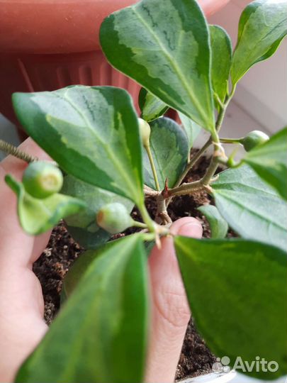 Фикусы.Фило Бразил,сцинд Энджой и золот