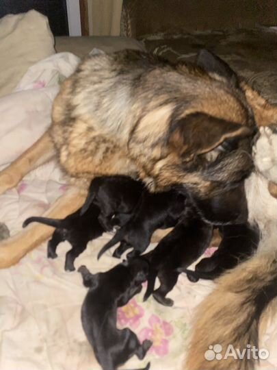 Отдам в добрые руки