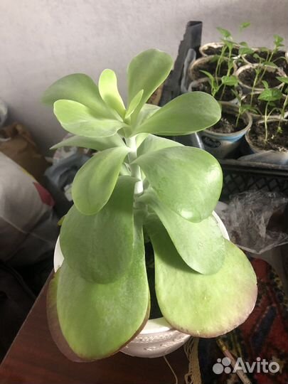 Суккуленты детки и черенки