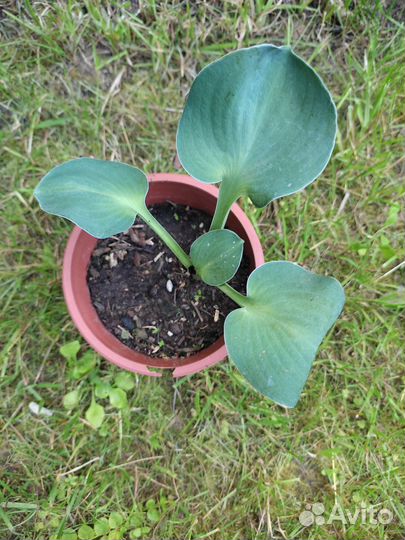 Растения для сада(хосты, рута, орешник и др.)