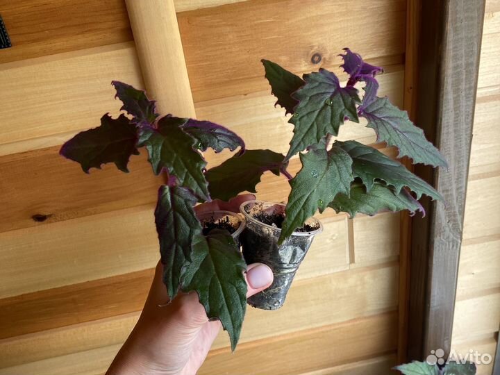 Гинура, эсхинантус мона лиза