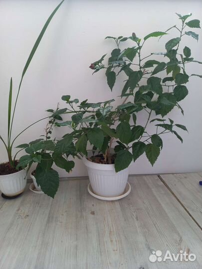 Фикус бенджамина