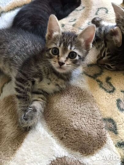 Кошки в добрые руки бесплатно