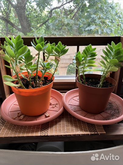 Каланхоэ и другие домашние растения