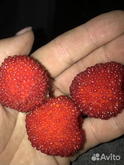 Малина Норвежская