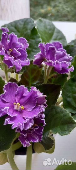 Цветущие фиалки