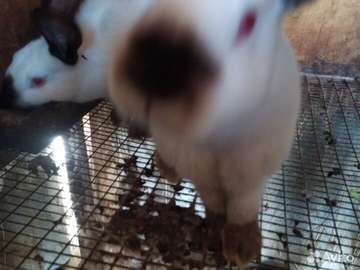 Кролики Калифорнийцы