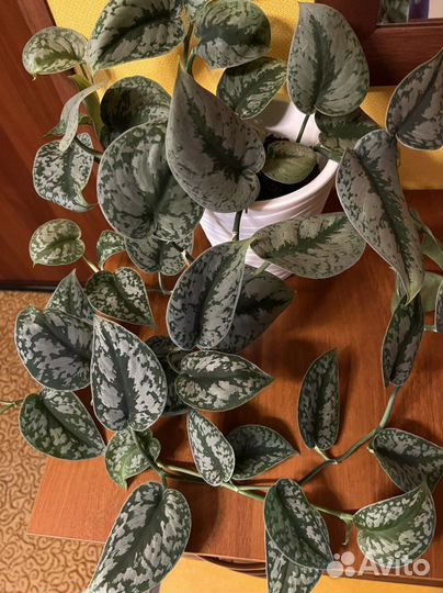 Сциндапсусы и Филодендроны