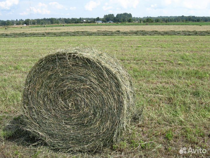 Сено в рулонах