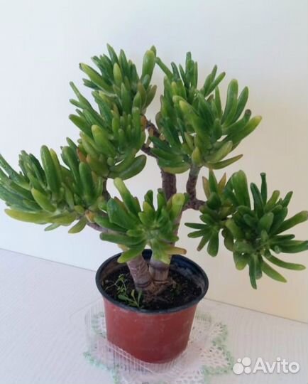 Кактусы и суккуленты