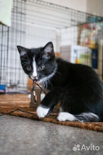 Кошечки и котики в добрые руки