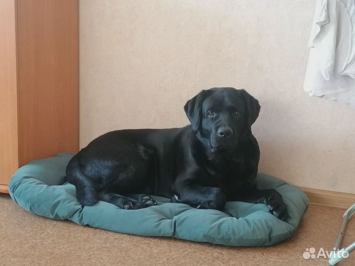 Лежак для собаки