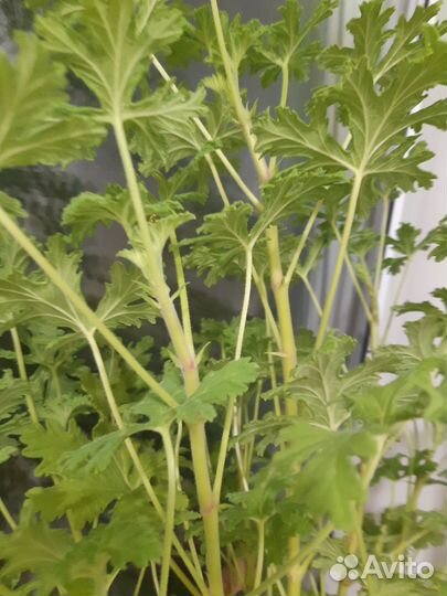 Лечебная душистая герань