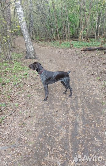 Курцхаар вязка