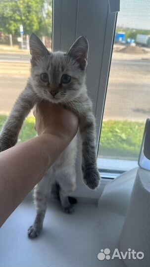 Кот в добрые руки