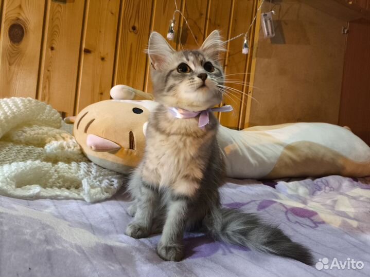 Сибирский котёнок