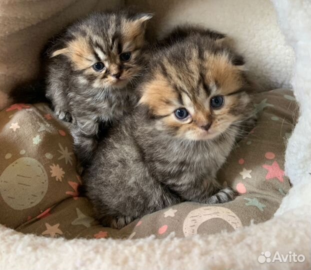 Шотландские котята