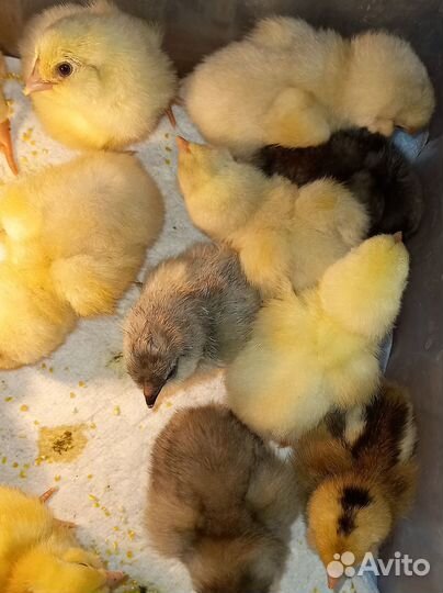 Цыплята