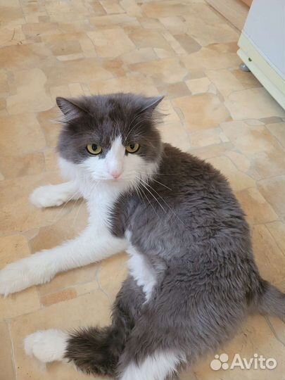 Кошки в добрые руки бесплатно