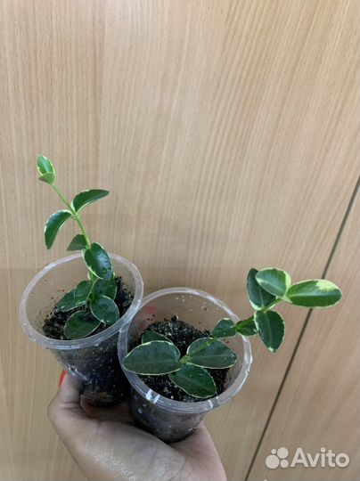 Хойи разные