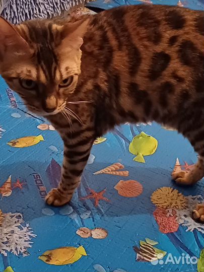 Бенгальская кошка бесплатно