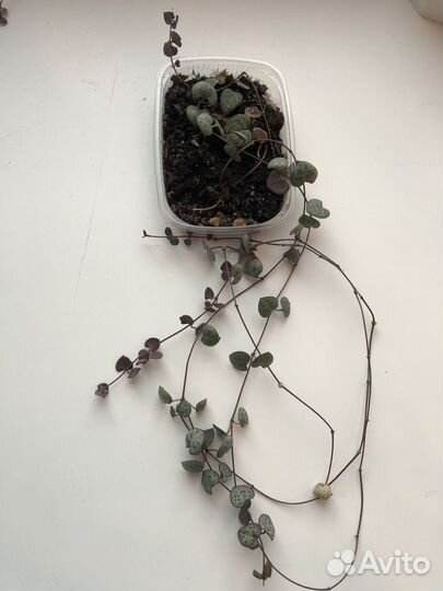 Циропегия вуда