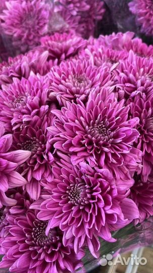 Хризантема кустовая