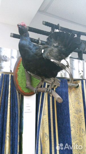 Чучела зверей,птиц