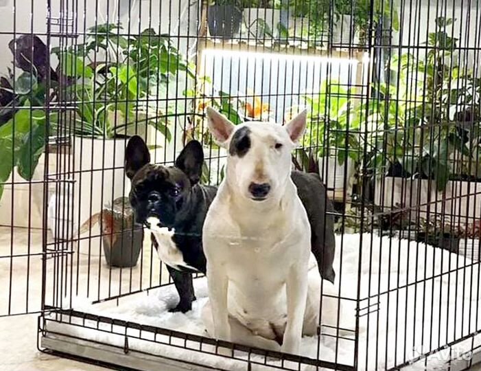 Клетка для собак