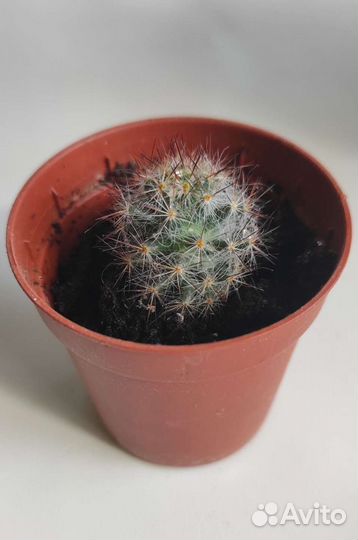 Кактус. Маммилярия. Суккуленты