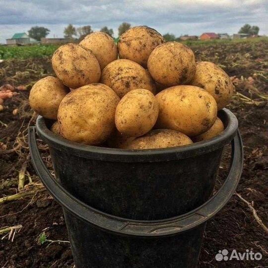 Продам картофель с доставкой