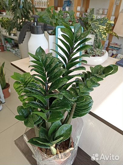 Замиокулькас Зензи 14см/45см