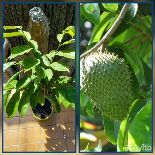 Комнатные растения и цветы