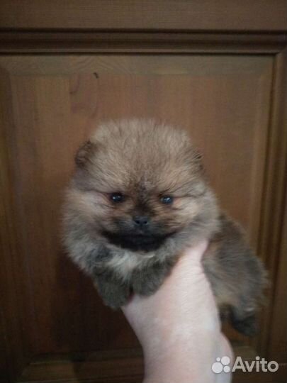 Щенки шпица