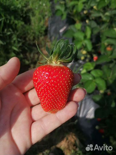 Рассада клубники