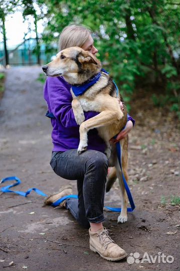 Спасите собаку из приюта