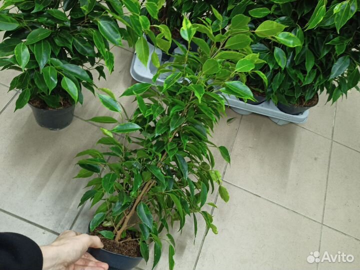 Фикус анастасия