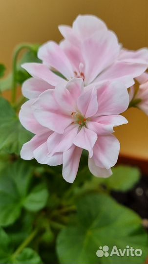 Пеларгония герань сортовая