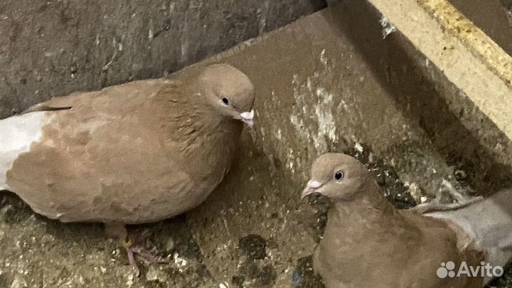 Ижевские голуби